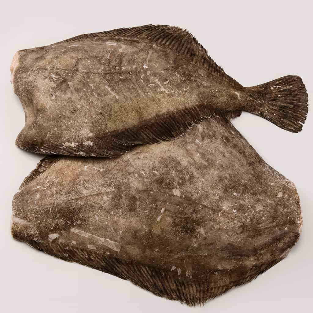 Turbot Fish 